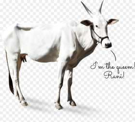 Cow Khillar Goat Hd Png Download