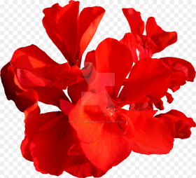 For Free  Red Flower Png Real