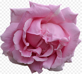 Pink Flower by Frankandcarystock on Deviantart Google Flower