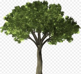 Tree Transparent Background Hd Png Download