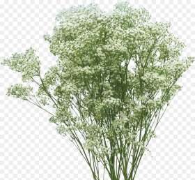 Cow Parsley Hd Png Download 