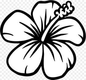 Flower Black and White Hd Png