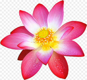 Sacred Lotus Flower Deviantart Painting Lotus Flower Png