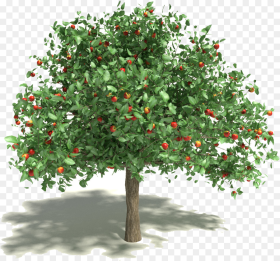 Spring Cleaning Kwik Tap Guide Fruit Tree Transparent