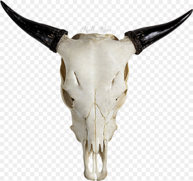 Highland Cattle Skull Horn Bull Goat Cow Skull
