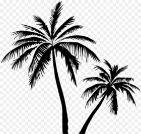 Coconut Tree Vector Free Clipart Png Download Coconut
