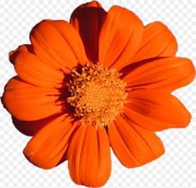 Orange Flower Plant Aesthetic Petals Colors Tumblr Orange