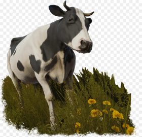 Cow Sansbg Pure Farming  Animals Hd Png