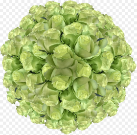 Mint Green Roses Wholesale Lime Green Wedding Roses