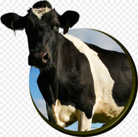 Cows Cattle Hd Png Download