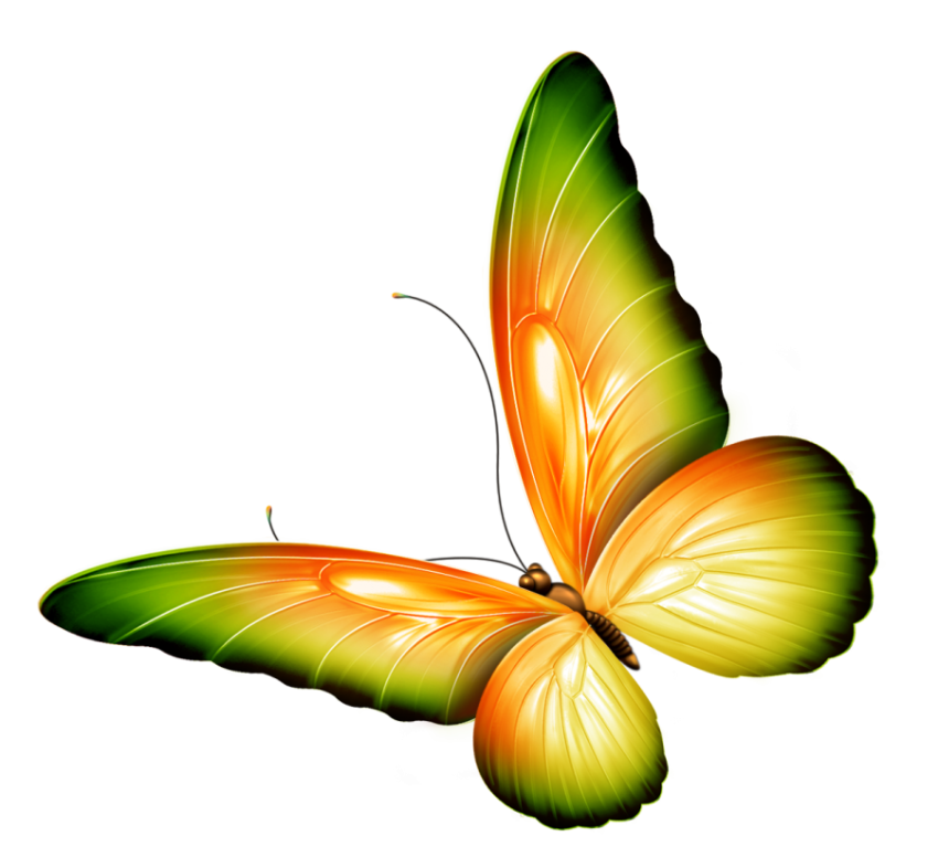 butterfuly png borboletas clipart