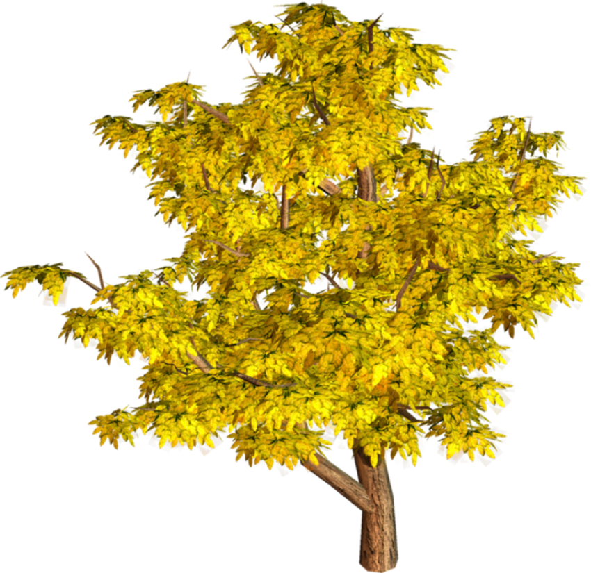 tree png yellow