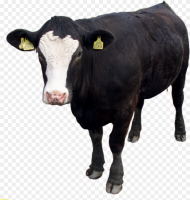 Cow Png Images Download Beef Cattle Transparent Background