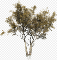 Red Gum Tree Png Transparent Png