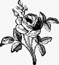 Flower Png Black and White  Png