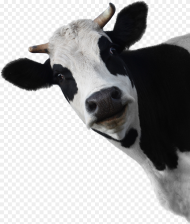 Cow Head White Background Hd Png Download