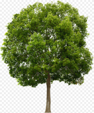 Free Png Trees Transparent Png