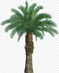 Tree Oil Palm Png Transparent Png