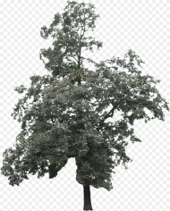Tree D Png Black and White Transparent Png