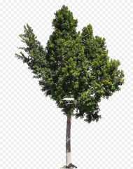 High Resolution Trees Png Transparent Png 