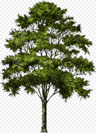 Picture Tree Download Hd Png Clipart Transparent Background