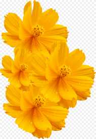 Cosmos Sulphureus Cosmos Bipinnatus Yellow Flower Euclidean Yellow