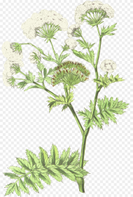 Cow Parsley Hd Png Download 