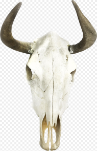 Boho Cow Skull Wall Decor Moose Skull Hd