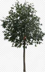 Small Trees Png Download Transparent Png