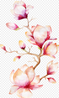 Flower Magnolia Tree Watercolor Painting Orchid Clipart Magnolia