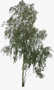 Birch Trees Png Transparent Png 