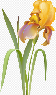 Flower Clipart Png  Iris Flower Clip Art