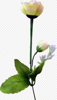 Tulip Flower Png Flower Png