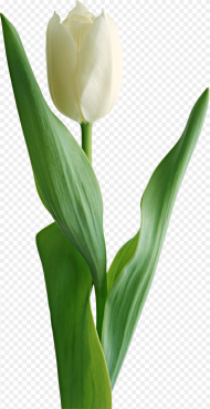 Tulips Png White Tulip Flower Png