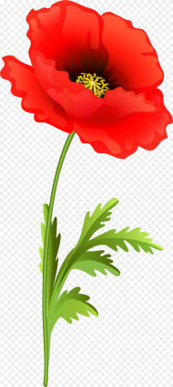 Poppy Flower Png Clip Art Image Poppy Flower