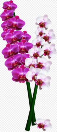 Orchid Png Image Orchid Flower Long Png
