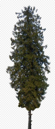 Pine Tree Png Transparent Pine Trees Png