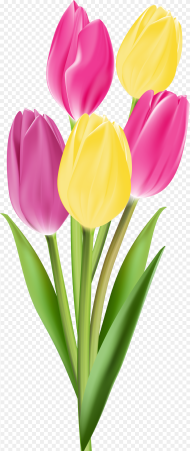 Tulip Flower Hd Png