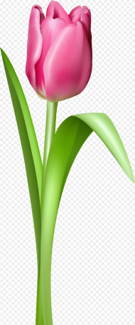 Tulip Clipart  Image Tulip Flower Png Transparent