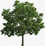High Resolution Trees Png Transparent Png 