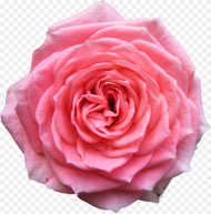 Rose Desktop Wallpaper Pink Free Pink Flowers