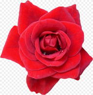 Red Rose Flower Png Image Red Rose Flower