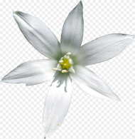 Star of Bethlehem Flower White Background Hd Png