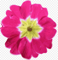 Flower Clip Arts Pink Flower Clip Art