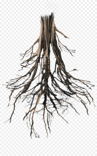 Transparent Tree With Roots Png Tree Roots Png
