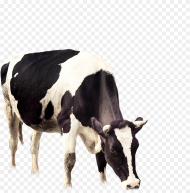 Cow Vector Grazing Cows Png Transparent Png