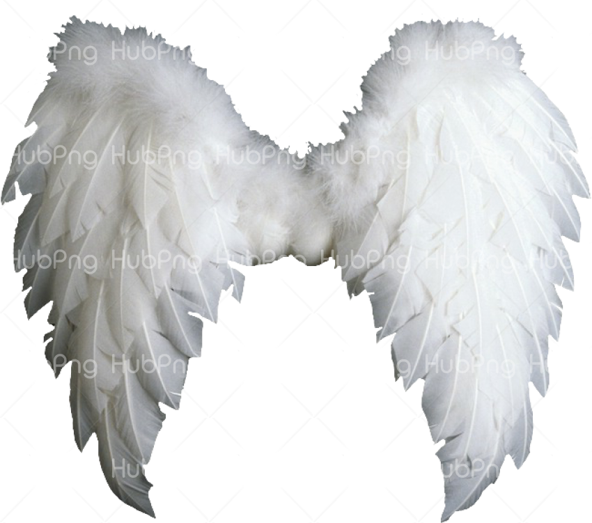 angel wings png, alas de angel, ангельские крылья, Engelsflügel ailes d'ange, ali d'angelo png HD Transparent Background Image for Free