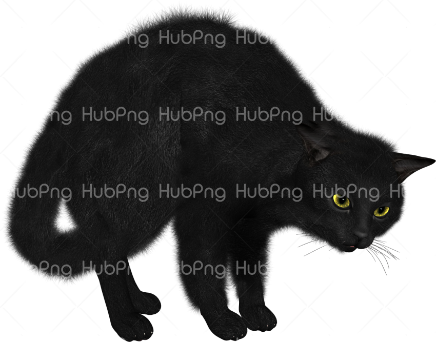 black cat png Transparent Background Image for Free