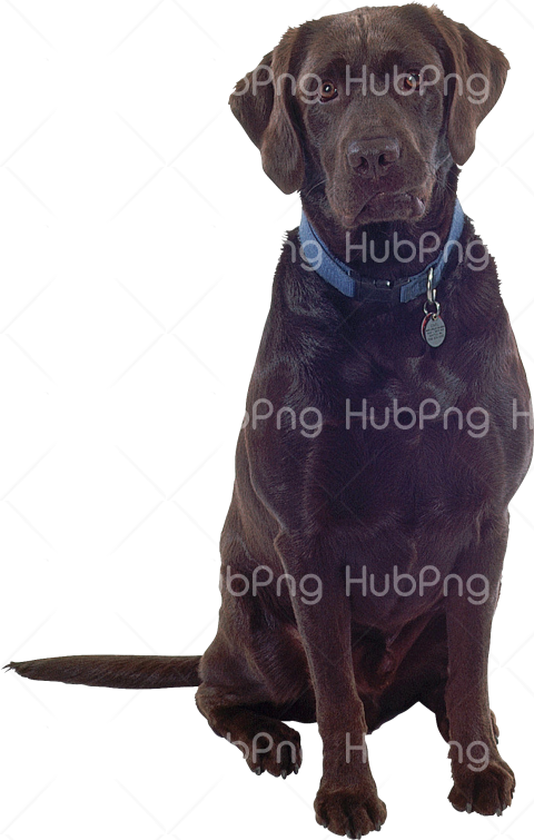 black dog png Transparent Background Image for Free