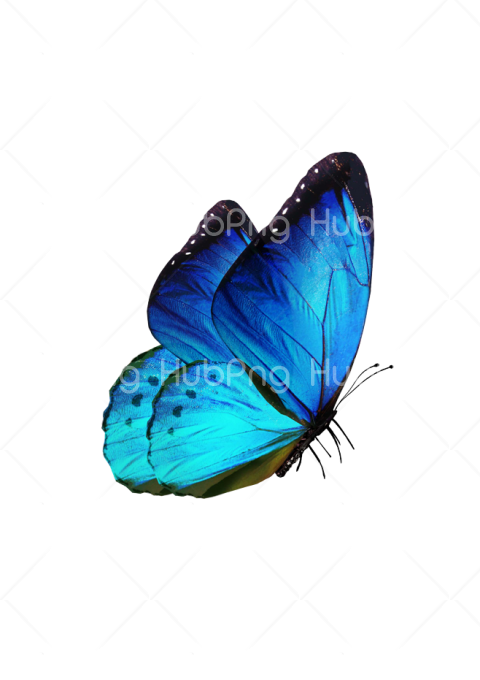 blue borboletas png Transparent Background Image for Free